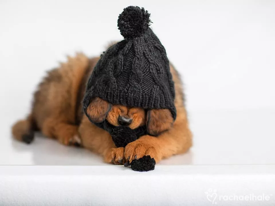 Пушистый мир Rachael Hale