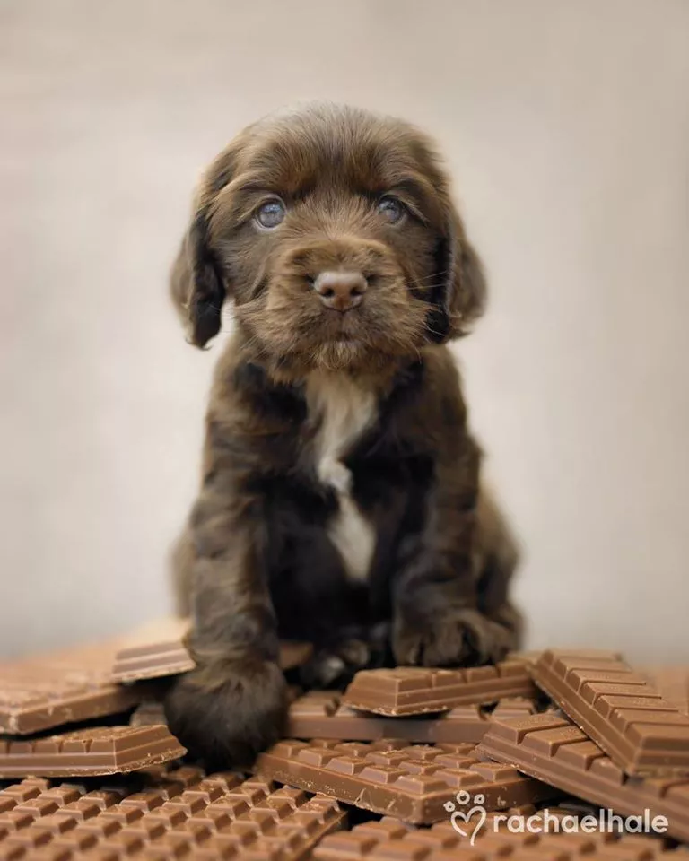 Пушистый мир Rachael Hale