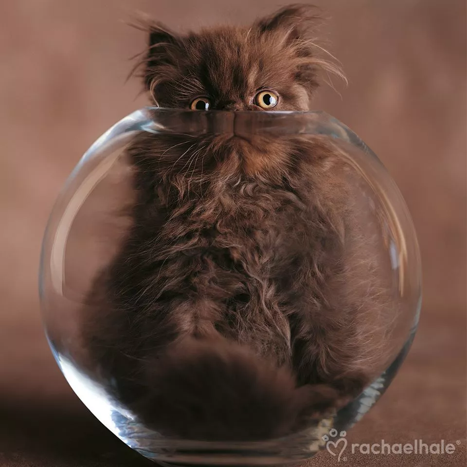 Пушистый мир Rachael Hale