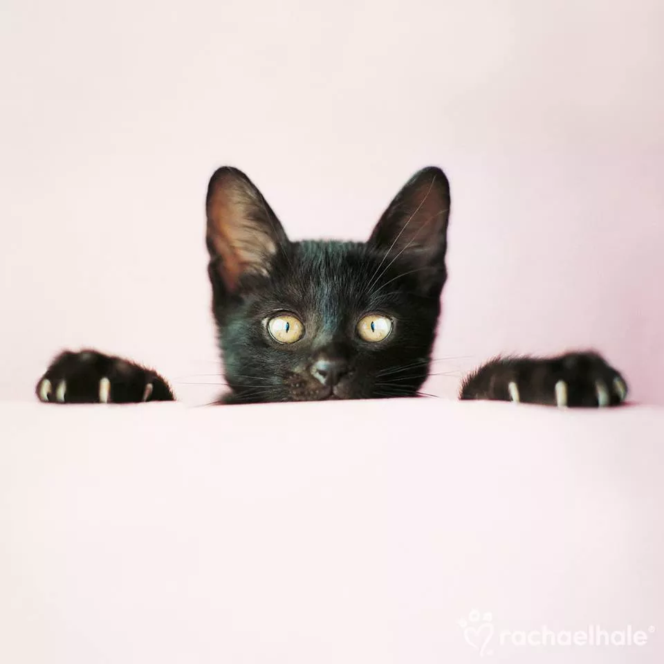 Пушистый мир Rachael Hale