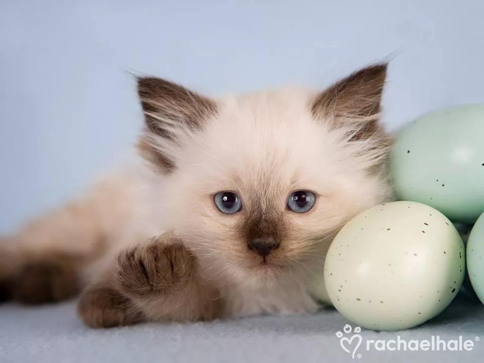 Пушистый мир Rachael Hale