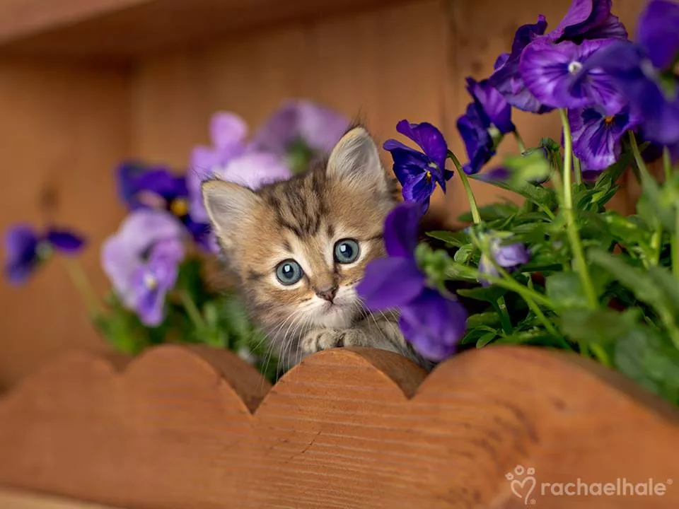 Пушистый мир Rachael Hale