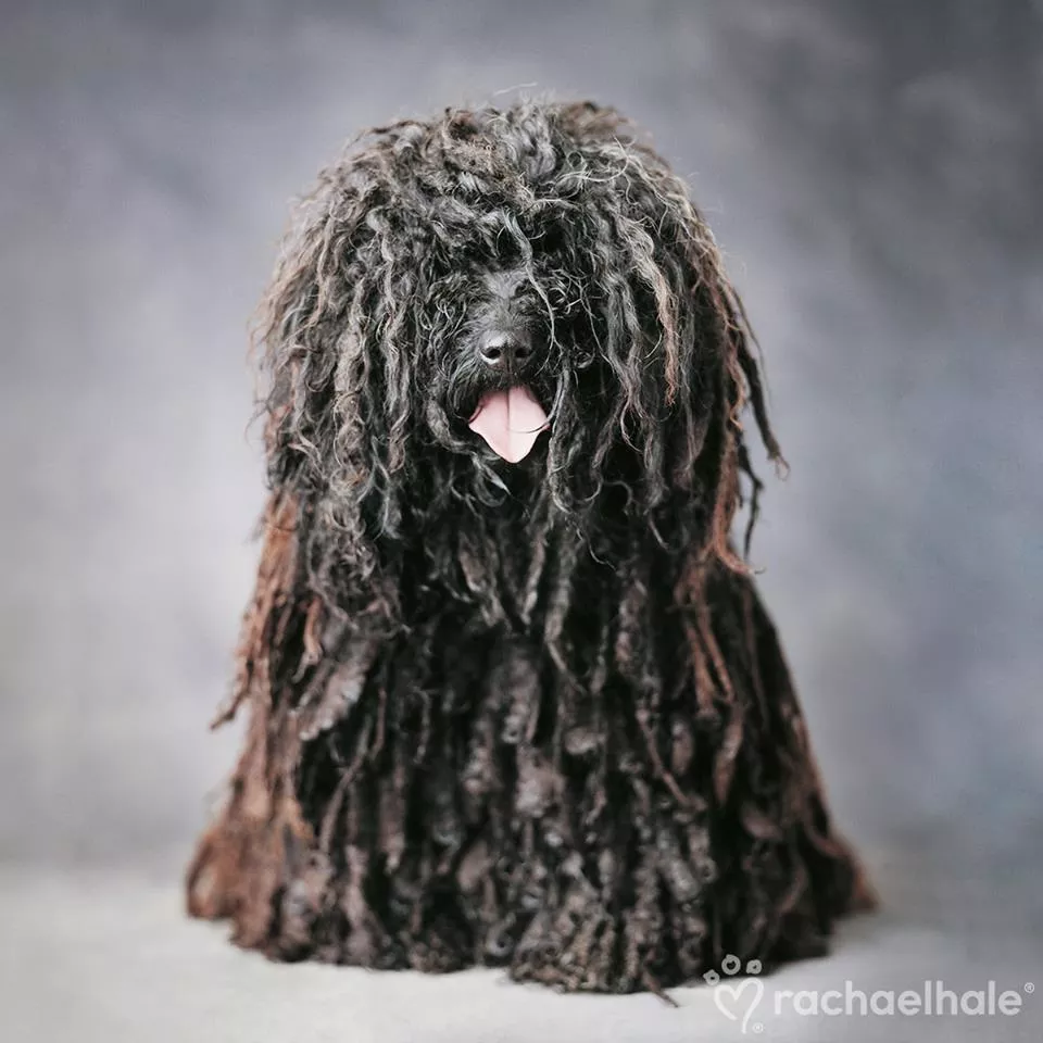 Пушистый мир Rachael Hale