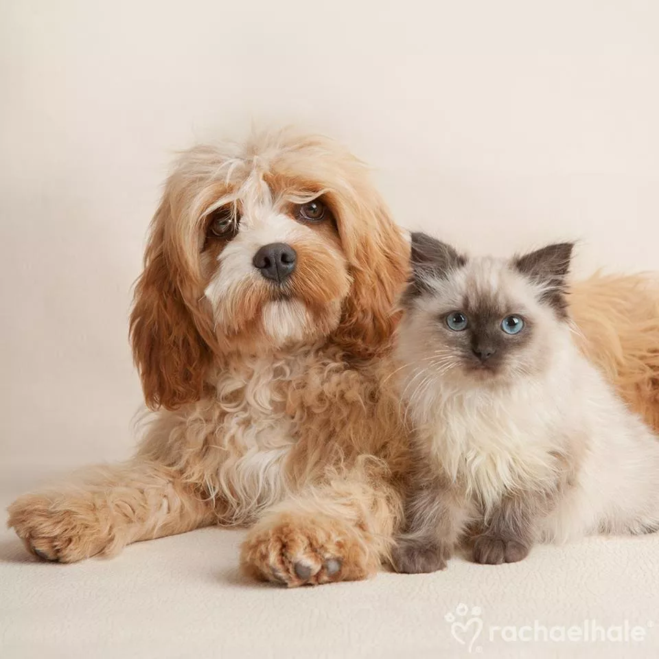 Пушистый мир Rachael Hale