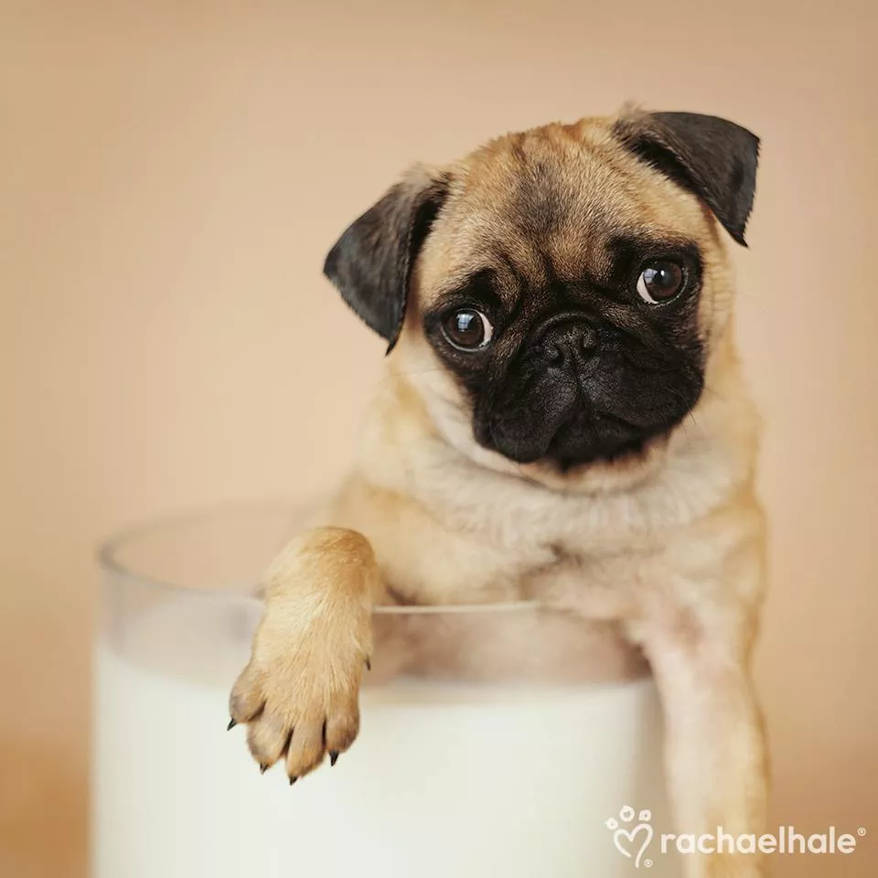 Пушистый мир Rachael Hale