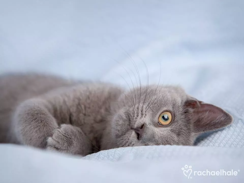 Пушистый мир Rachael Hale