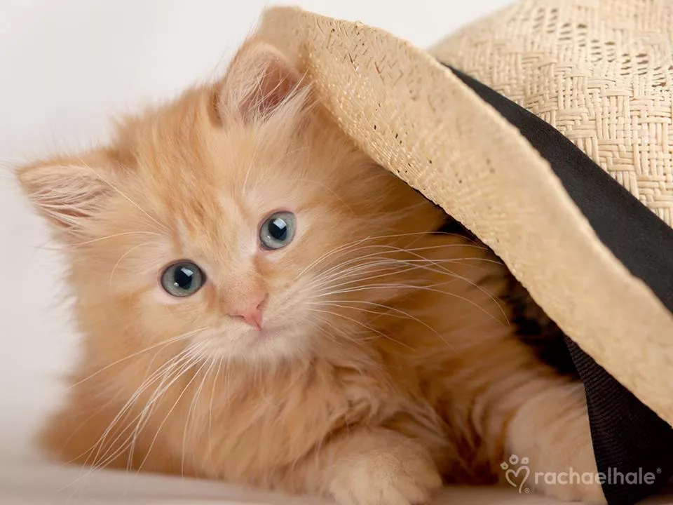 Пушистый мир Rachael Hale