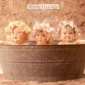 Фотографии детей Anne Geddes