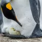 Как «рожают» и выхаживают своих детей пингвины: трогательные фото