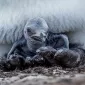 Как «рожают» и выхаживают своих детей пингвины: трогательные фото