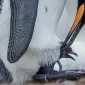 Как «рожают» и выхаживают своих детей пингвины: трогательные фото