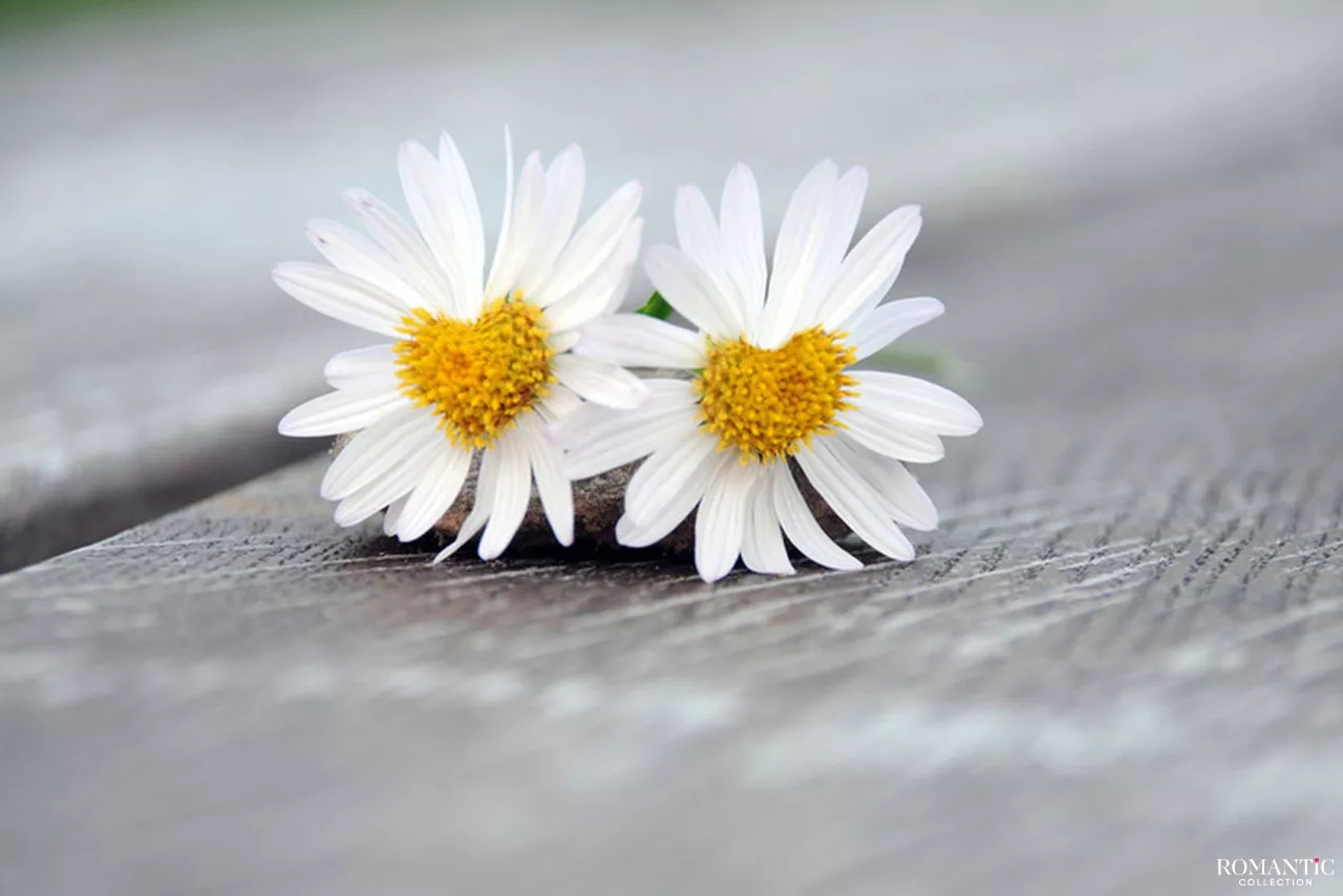 Букет ромашек