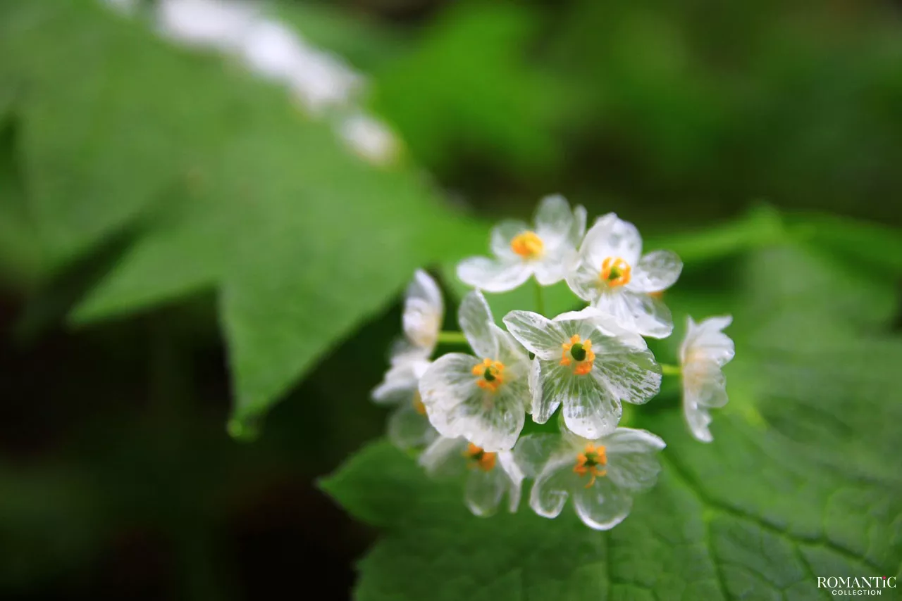 Цветок, который становится прозрачным после дождя