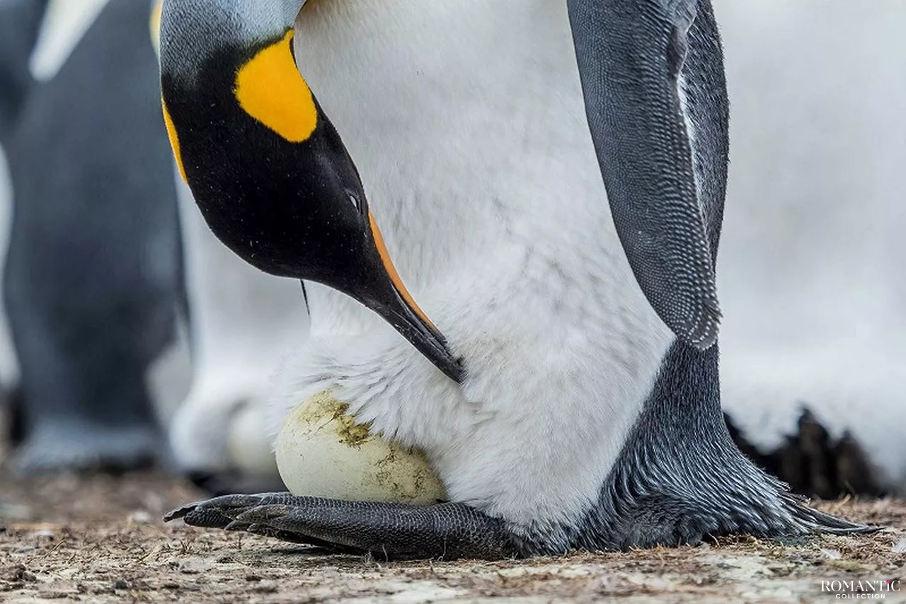 Как «рожают» и выхаживают своих детей пингвины: трогательные фото