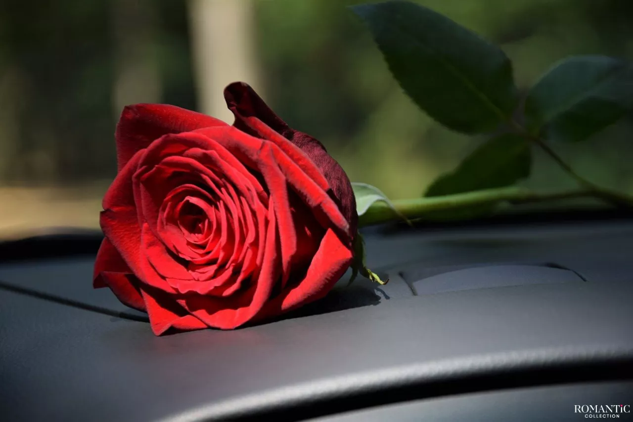 Роза под дворник авто
