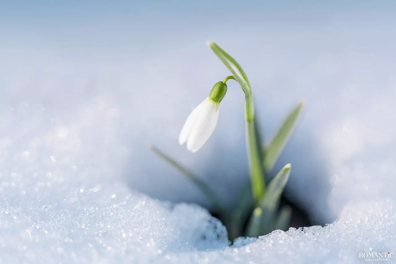 Подснежник в новогоднюю ночь
