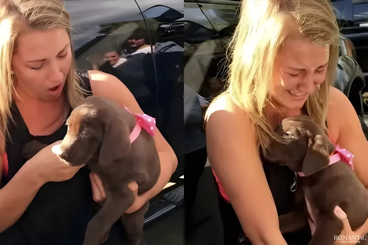 Предложение руки и сердца и щенок в подарок