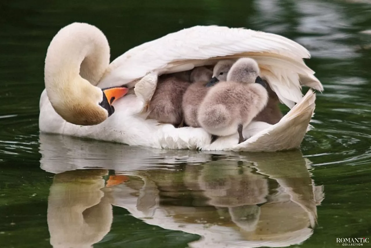 Любовь и забота мамы