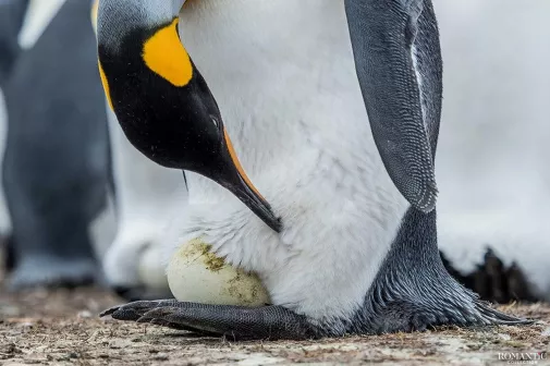Как «рожают» и выхаживают своих детей пингвины: трогательные фото