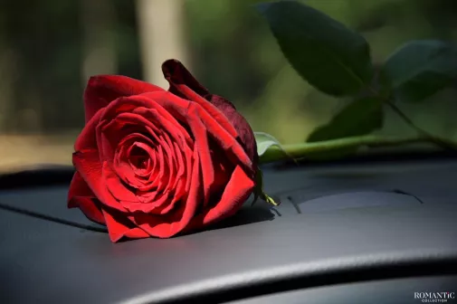 Роза под дворник авто