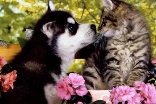 Галерея Нежность