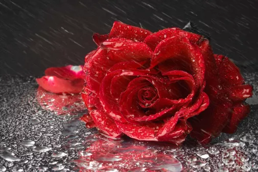 О ветре и цветке