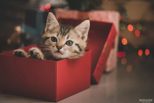 Подарок на день рождения