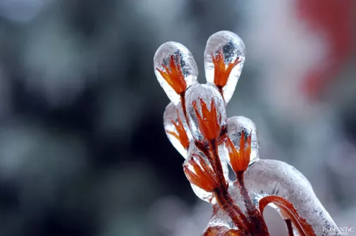 20 шедевров природы на рубеже зимы и весны