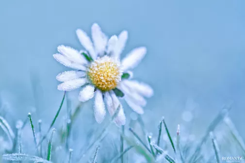 Ромашки в феврале