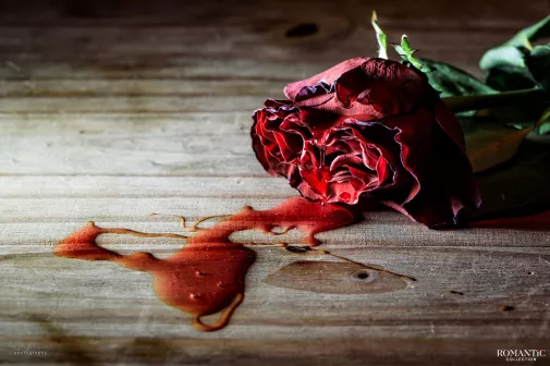 Роза цвета запекшейся крови