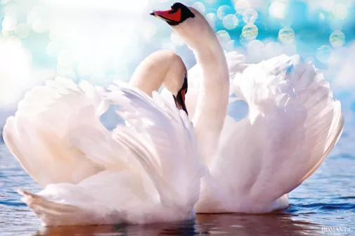 Свадебная сказка