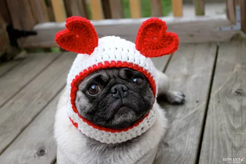 День святого Валентина: «Пушистый» День святого Валентина