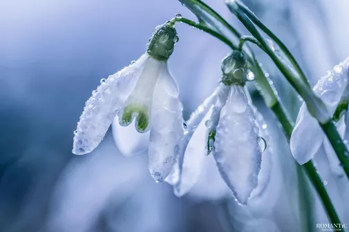Весенние истории, которые растопят ваши сердца и снег за окном
