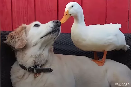Видео: Трогательная дружба животных