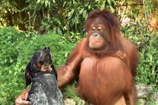 Видео: Такие разные. И всё-таки вместе!