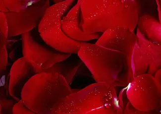 Обои о любви: Лепестки роз