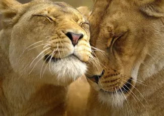 Обои о любви: Влюблённые львы