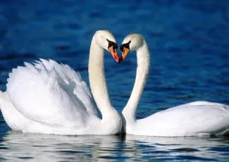 Обои о любви: Лебеди