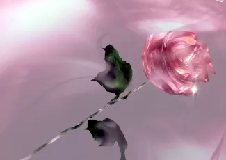 Обои о любви: Роза