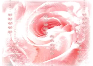 Обои о любви: Роза