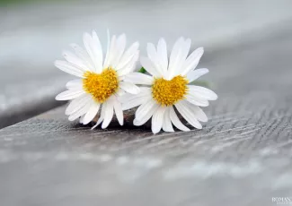 Букет ромашек