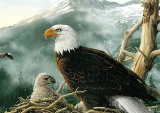 Как орлицы выбирают отца своим детям