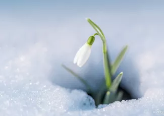 Подснежник в новогоднюю ночь