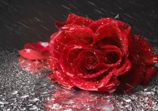 О ветре и цветке