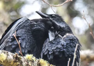 Признайся мне в любви
