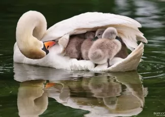 Любовь и забота мамы