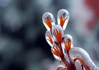 20 шедевров природы на рубеже зимы и весны