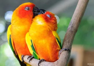 Любовь в мире животных