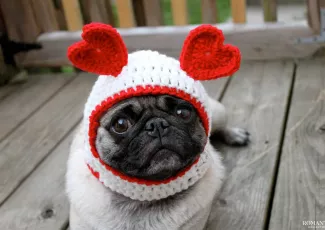 День святого Валентина: «Пушистый» День святого Валентина