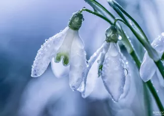 Весенние истории, которые растопят ваши сердца и снег за окном